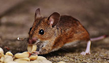 24 Hour & Emergency Exterminators in Hamilton Twp, NJ